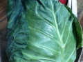 Spitzkohl, Gärtopf und Gewichte