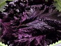 Roter Shiso